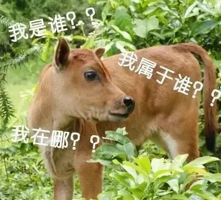 福州亲子鉴定牛的亲子鉴定3
